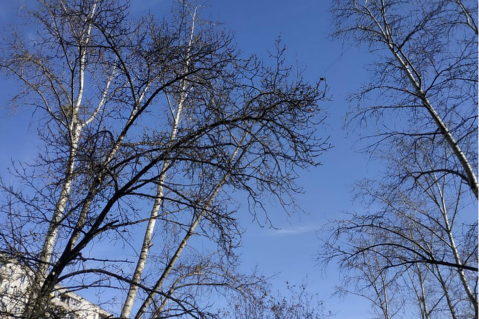Погода в Хабаровске на 12 ноября 2019 года: днем до -4, без осадков