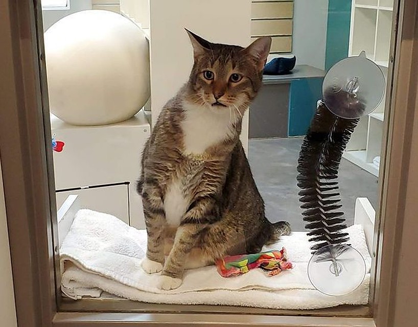 Кот из приюта нашел новый дом
