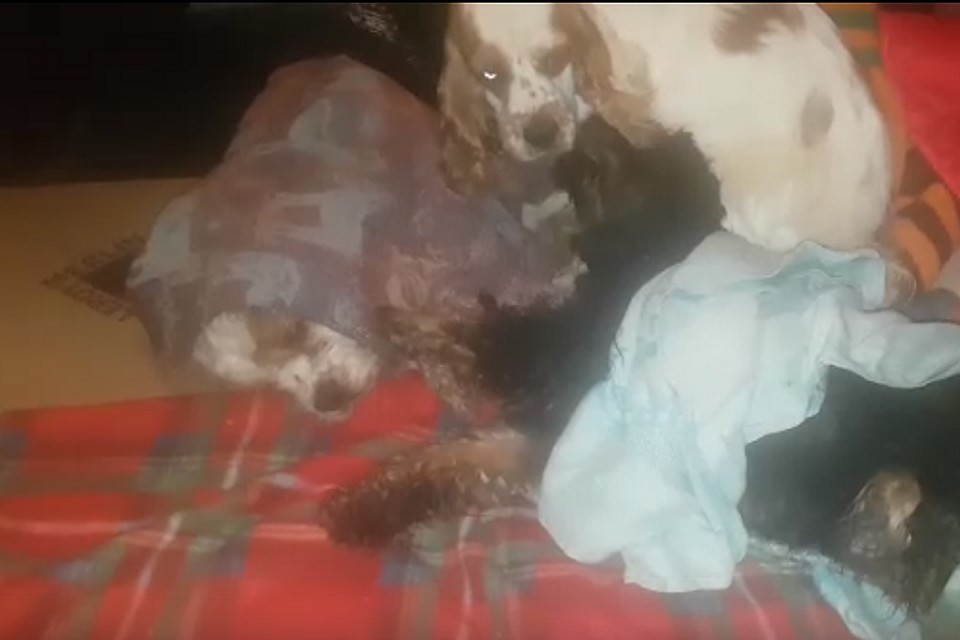 Фото: скриншот с видео
