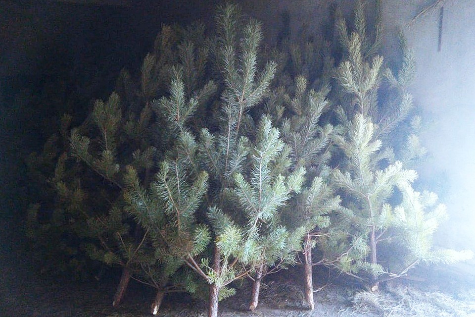 Новогодние елки