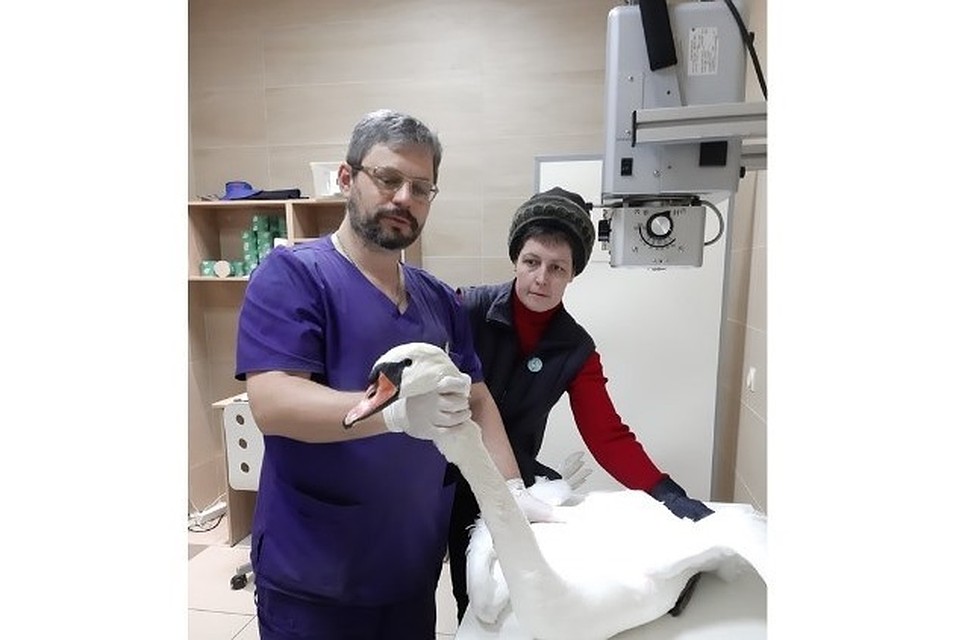 Птицу осмотрели, провели рентген.