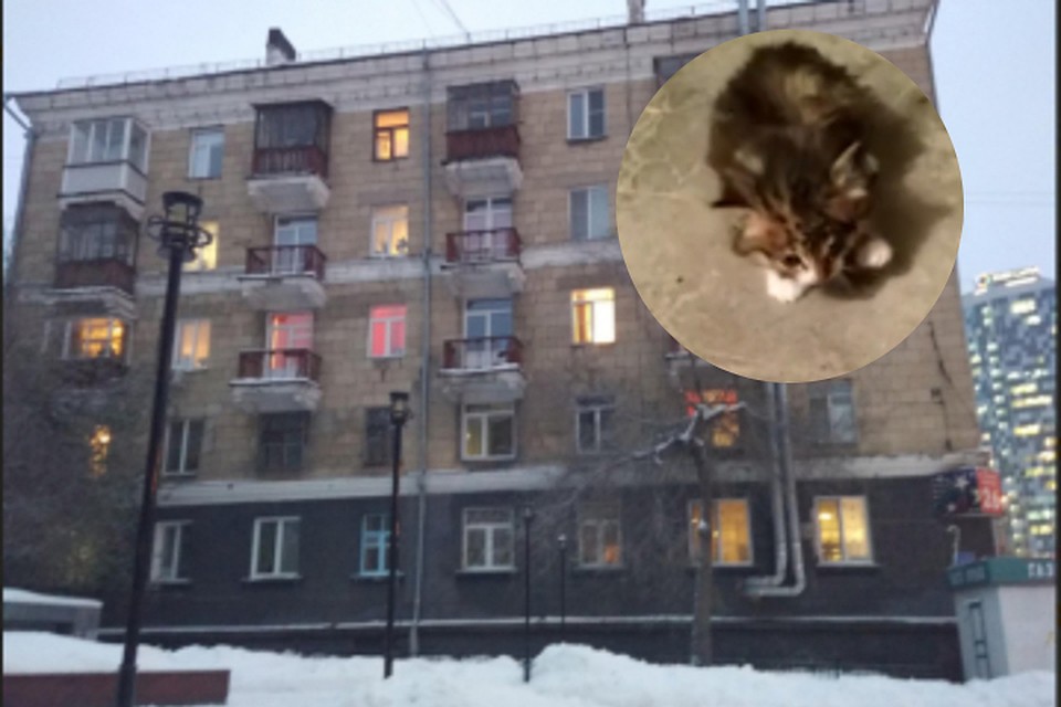 Котёнка спасли из подвала, но оставили в подъезде. Фото:скриншоты из справочника 2GIS и видео