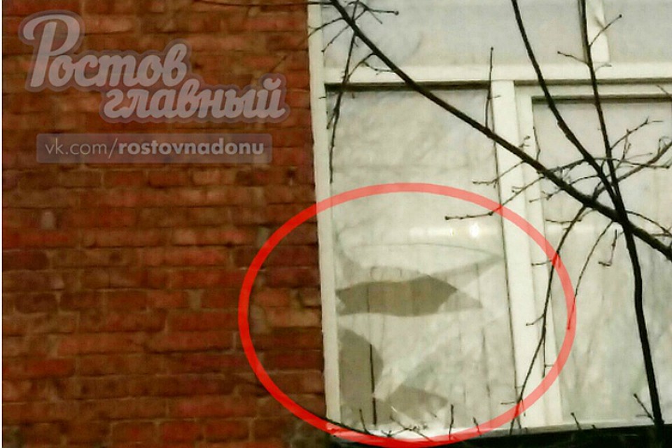 Дерево разбило окно в одной из ростовских школ. Фото: Ростов Главный