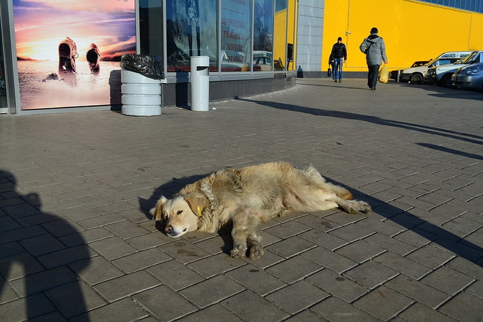 Днем в Донецке проглянет солнышко, но небольшой мороз сохранится