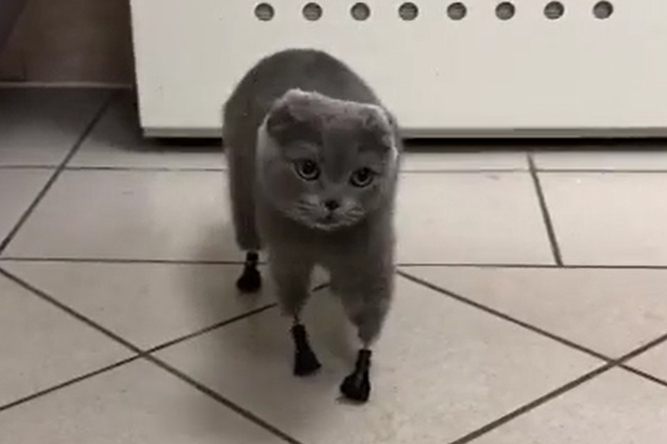 Покалеченной кошке подарили шанс на полноценную жизнь. Фото: стоп-кадр