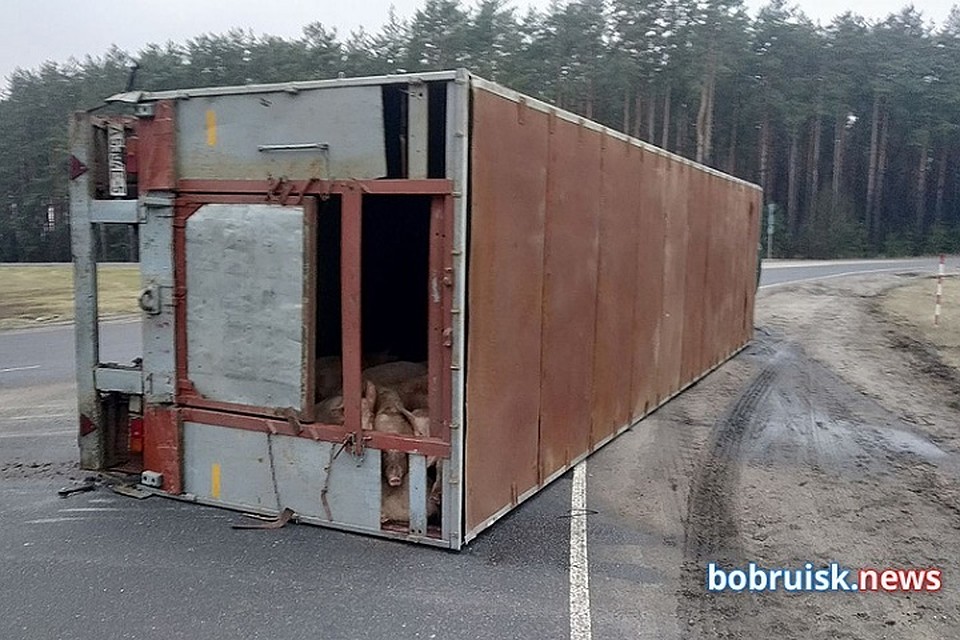 После ДТП хрюшки были полны намерения сбежать из грузовика на волю. Фото: komkur.info.
