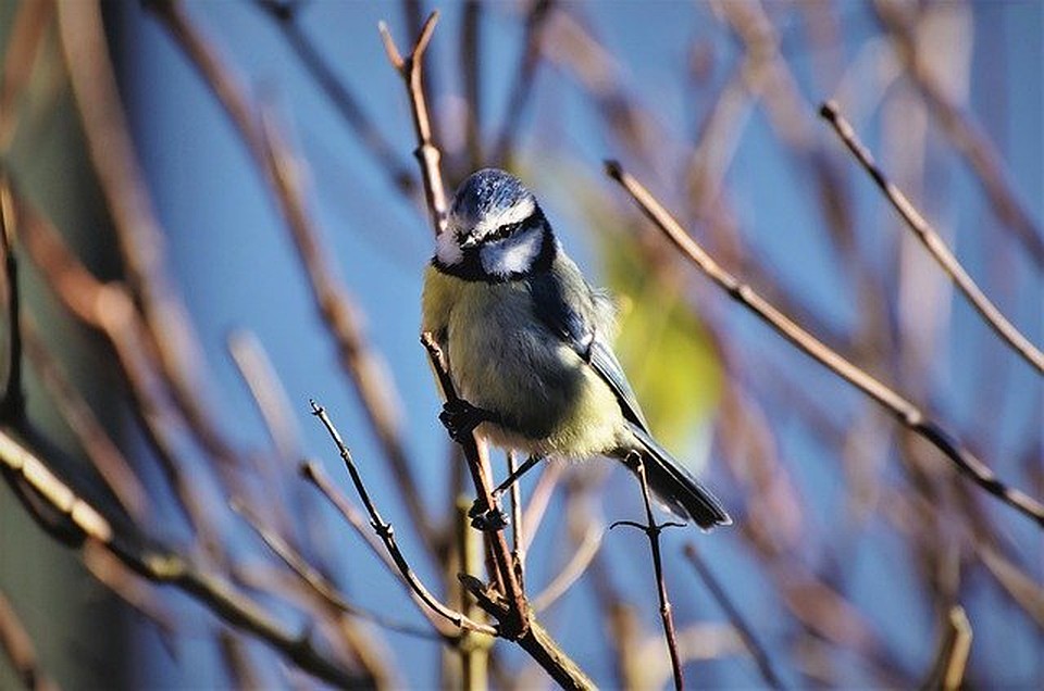 Фото: pixabay.com.
