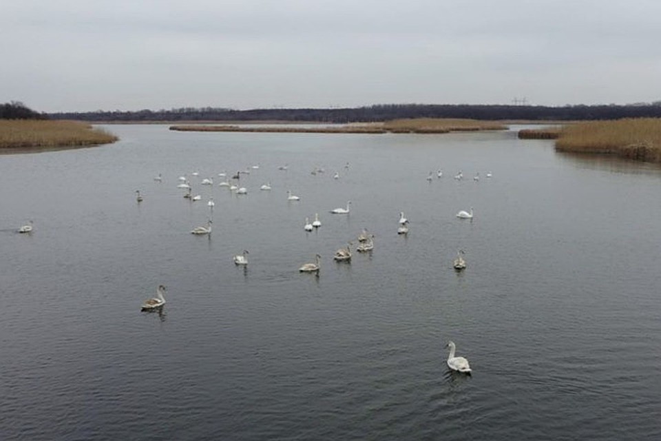 Вода в Клебан-Быкском водохранилище не замерзла и стая лебедей осталась зимовать. Фото: Facebook/Клебан-Бык