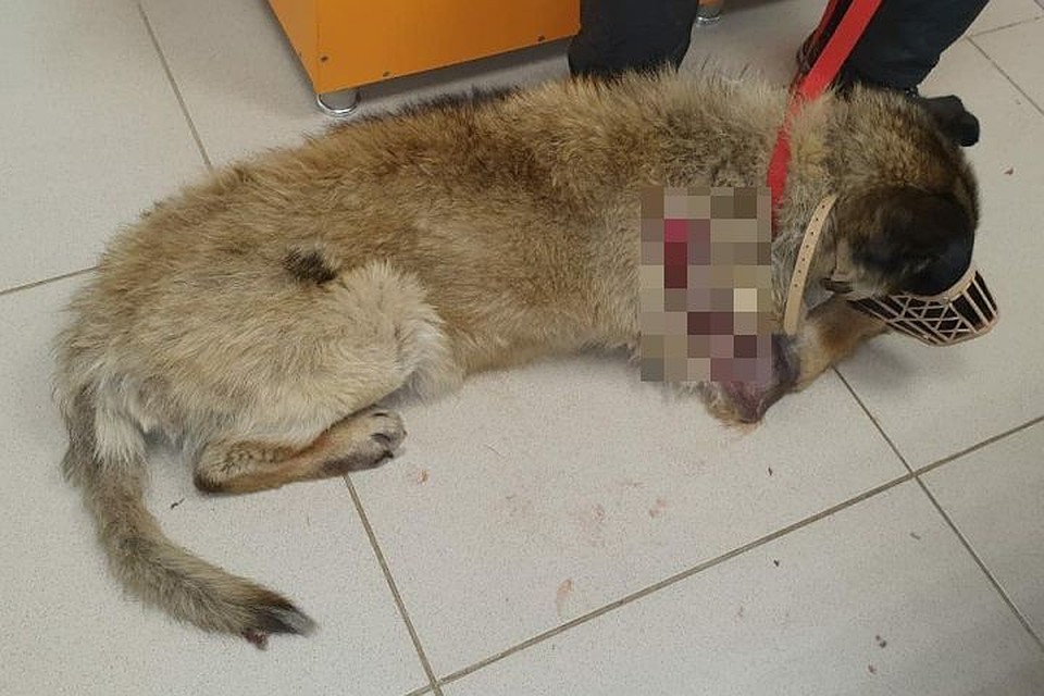 Сейчас волонтеры собирают деньги на лечение собаки. Фото: instagram.com/helpanimals_ekb/