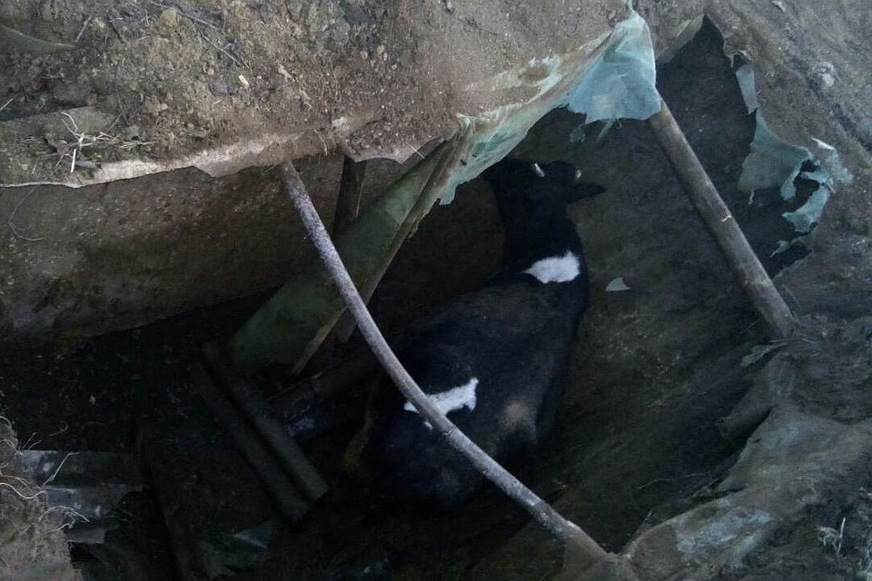 Корова попала в яму. Фото: пресс-служба МЧС Республики Крым