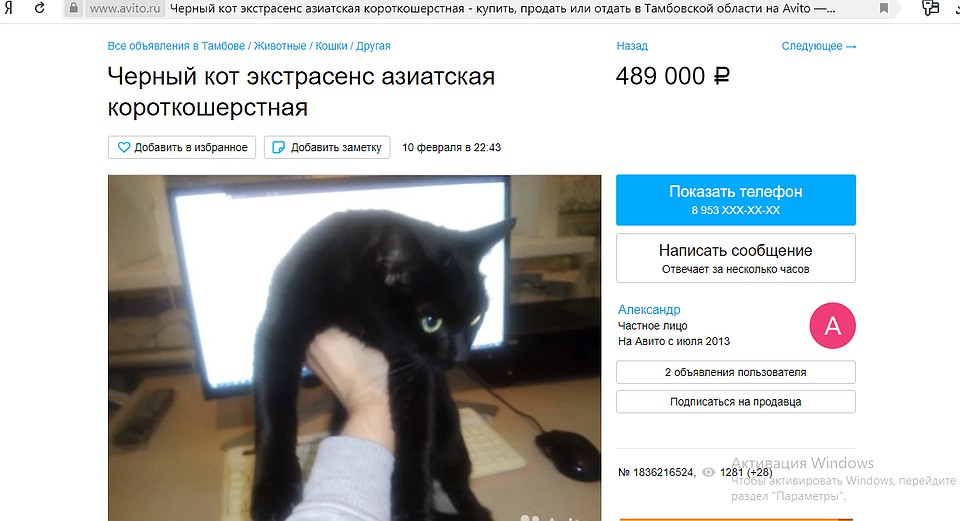 Кот-экстрасенс. Недорого!