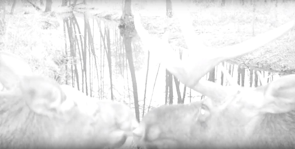 Фото: скриншот видео.