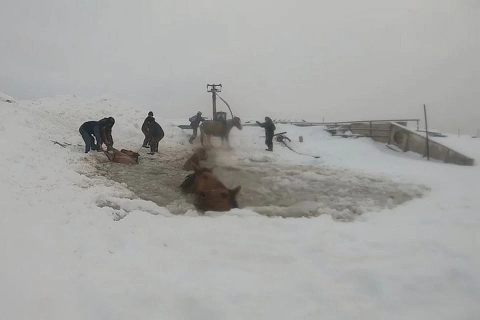 Благодаря оперативно принятым мерам животные были спасены.