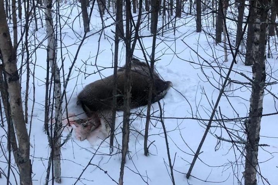В Кузбассе браконьер застрелил самку лося. Фото: ГУ МВД по Кемеровской области