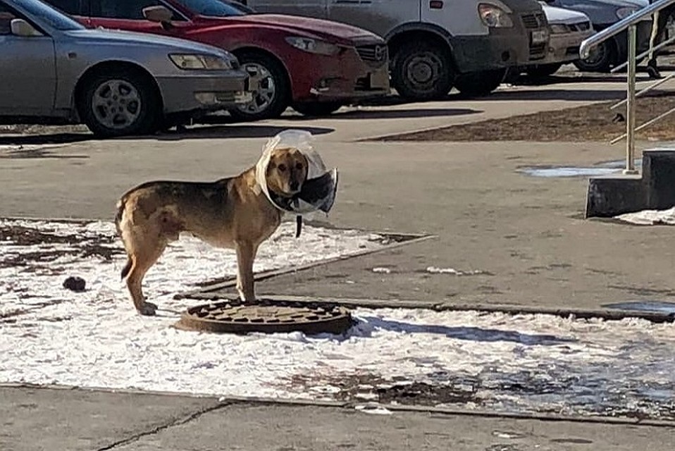 Собака замечена на улице Ломоносова в городе Обь. Фото:vk.com/nsknahodka