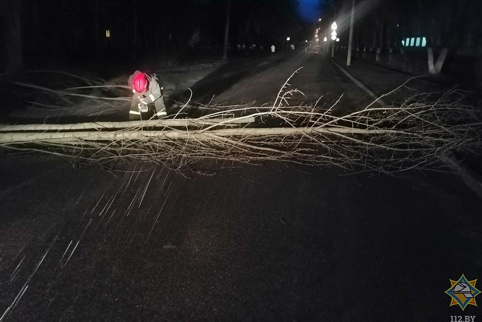 Сильный ветер повалил десятки деревьев. Фото МЧС.