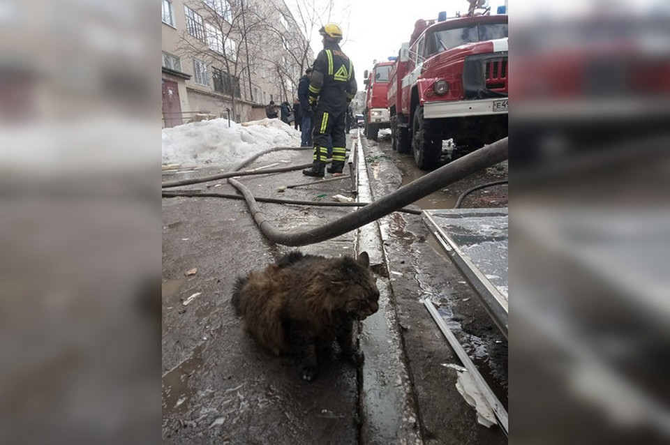 Возле подъезда, где взорвался газ, сидел обожженый кот.