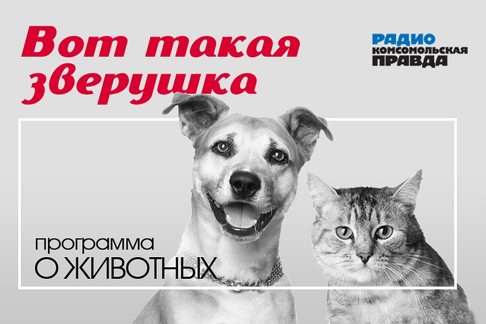 Бесплатная консультация ветеринарного врача: отвечаем на вопросы слушателей