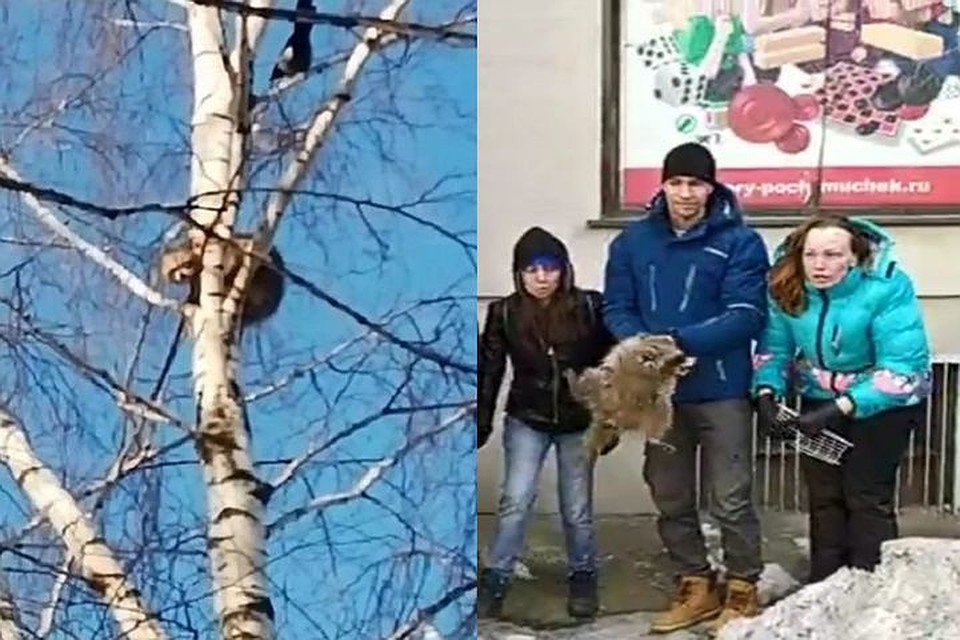 Застрявшую на березе в Бердске енотиху спасли неравнодушные сибиряки. Фото: Наталья Буцкая\"Свидетель Бердск"