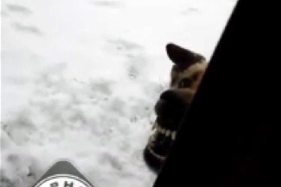 Собака не дала женщине с ребенком выйти из дома. Кадр из видео Ксении Мерзликиной, vk.com/magnitkacity
