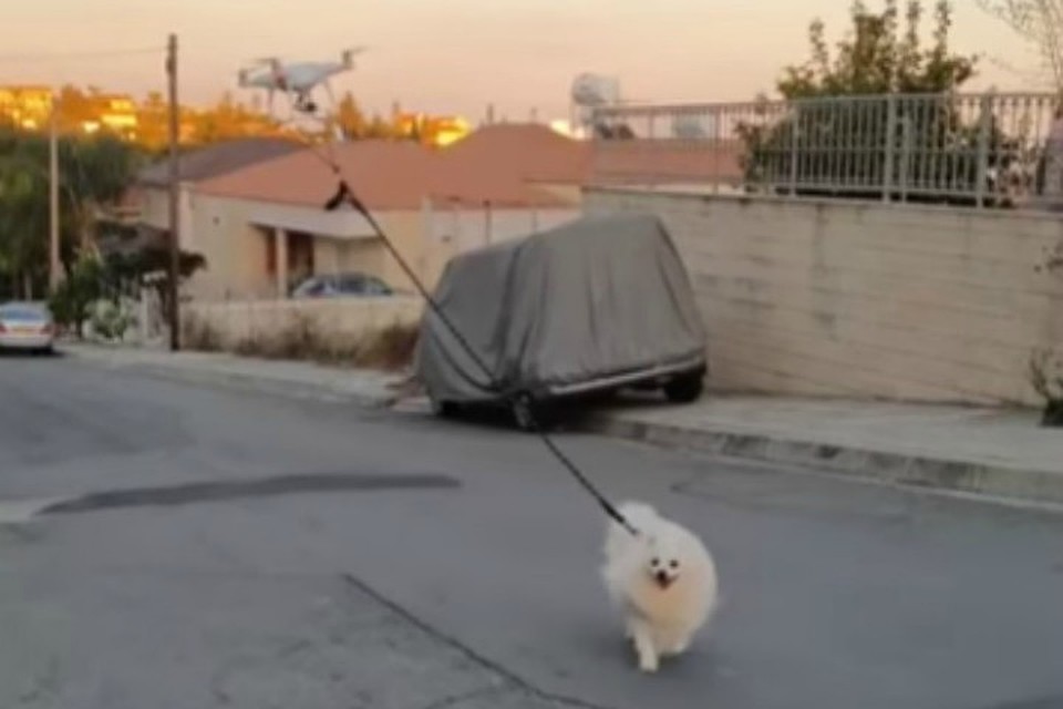 Гулять, Оливер, гулять! Я тебя вижу.