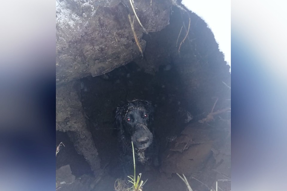 Собаку едва удалось вытащить из подтаявшего суглинка