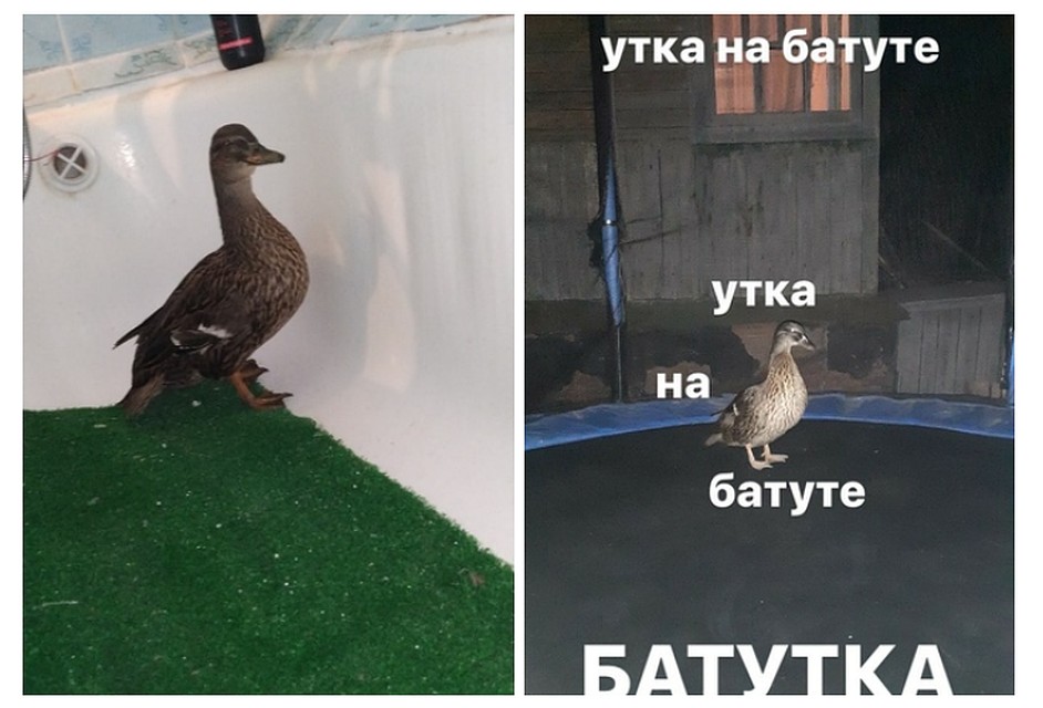 Фото: из группы центра реабилитации диких животных «Сердце леса».