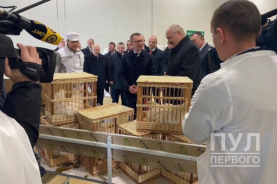 В поездке президенту подарили петуха и четыре курицы. Фото: Telegram «Пул Первого».
