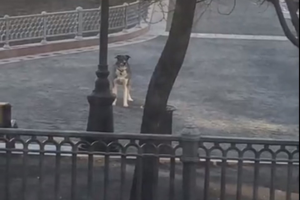 Произошло все на Патриарших прудах.