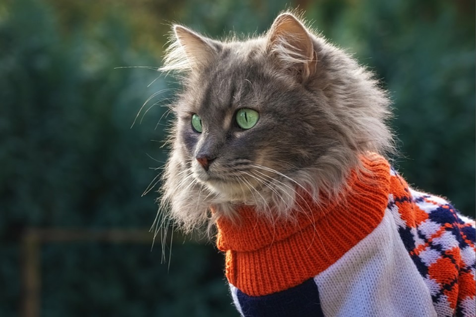 На улице хорошо, но гулять можно только котикам.