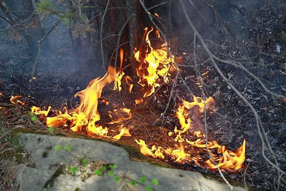 Площадь отжигов сухой травы в Иркутской области увеличили в 3 раза