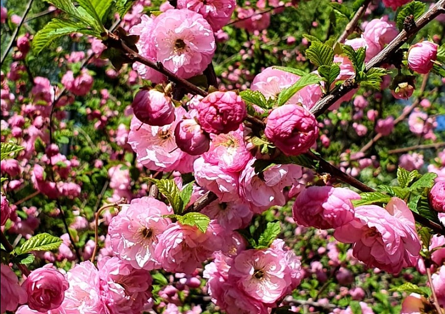 Красота редкая и неземная. Фото: Игорь Клеин.