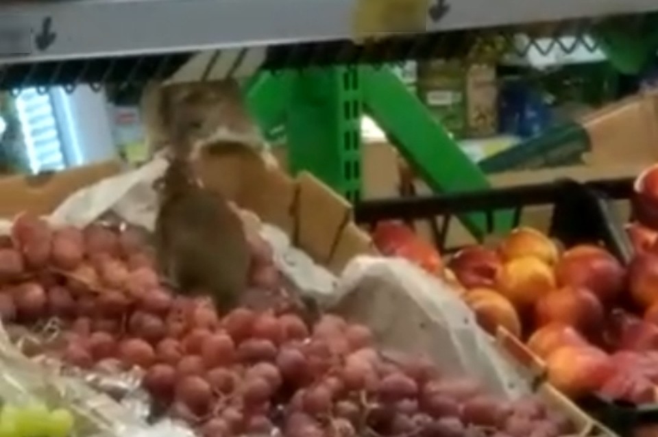 В продуктовом магазине в Санкт-Петербурге нашли крыс, питающихся фруктами. Фото: vk.com/unreleased_dtp