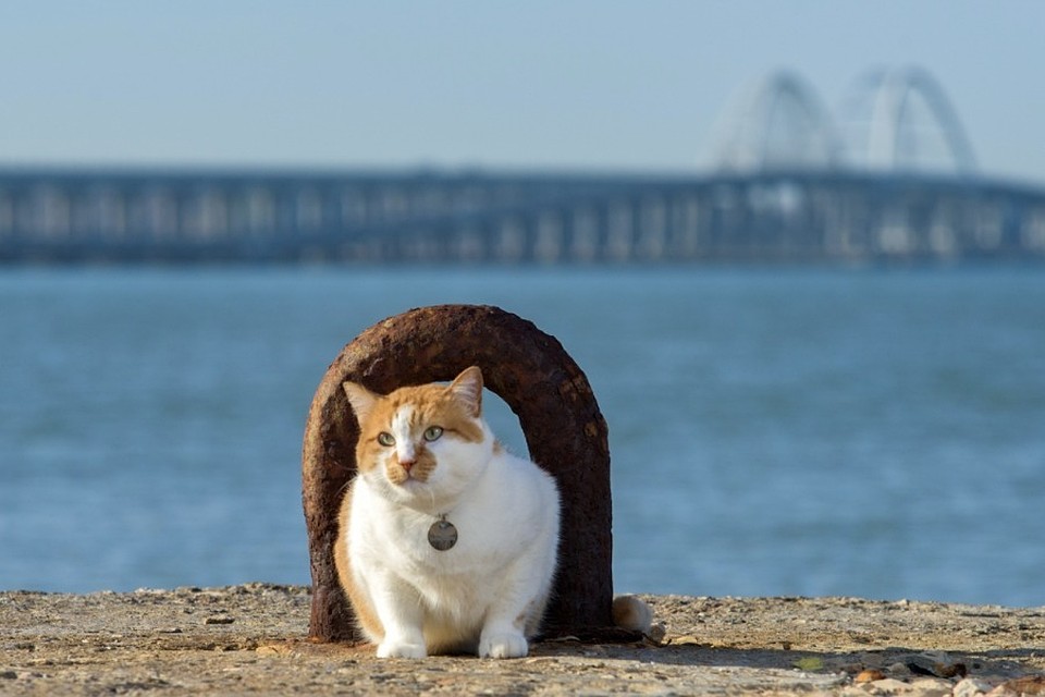 Кот Мостик. Фото: Кот Моста/VK