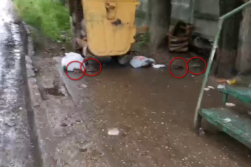 В военном Дягилеве полчища крыс атакуют мусорные площадки. Фото: скриншот с видео Сергея Кузьмичева.