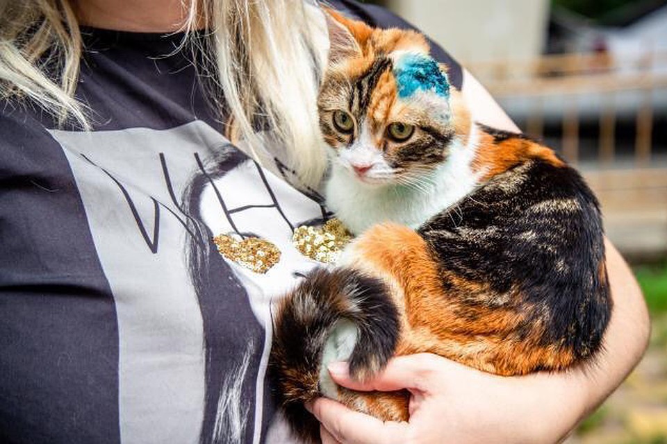 Кошка Лаки
