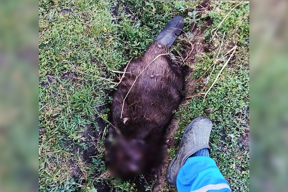 Бобра пришлось заколоть вилами