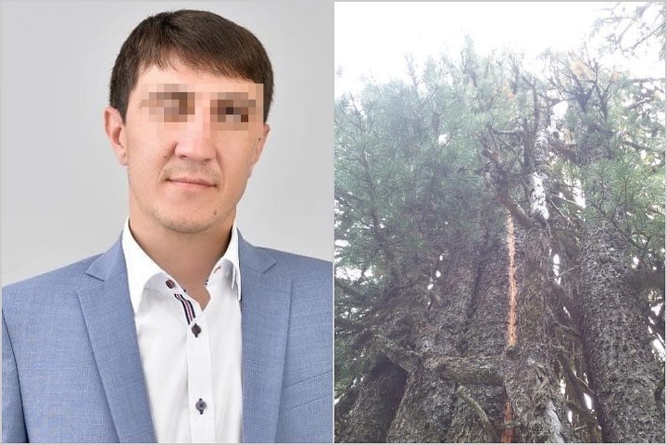 От грозы мужчины укрылись под огромным деревом и... Фото: паблик ЧП Хакасия, ГСУ СК России по Красноярскому краю и РХ.