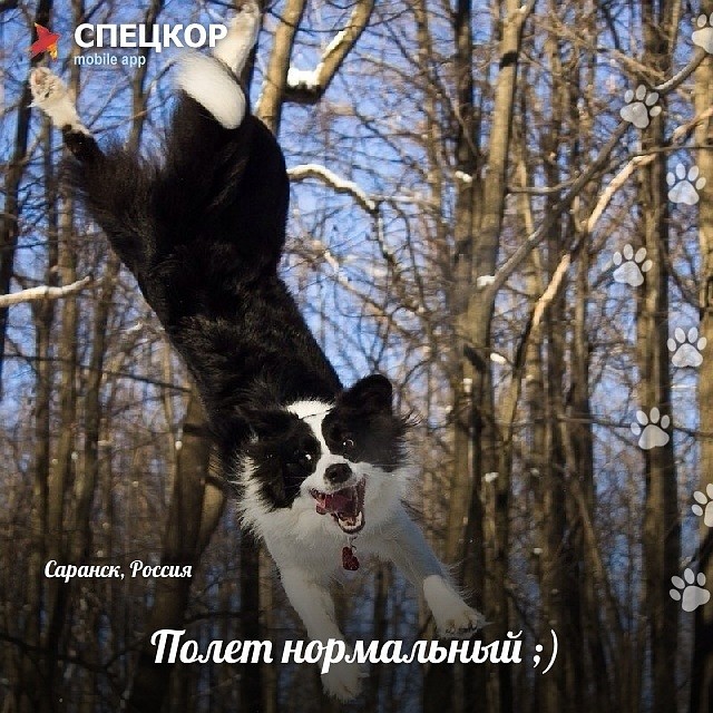 Фото: Мобильное приложение «Спецкор» от «Комсомольской правды»