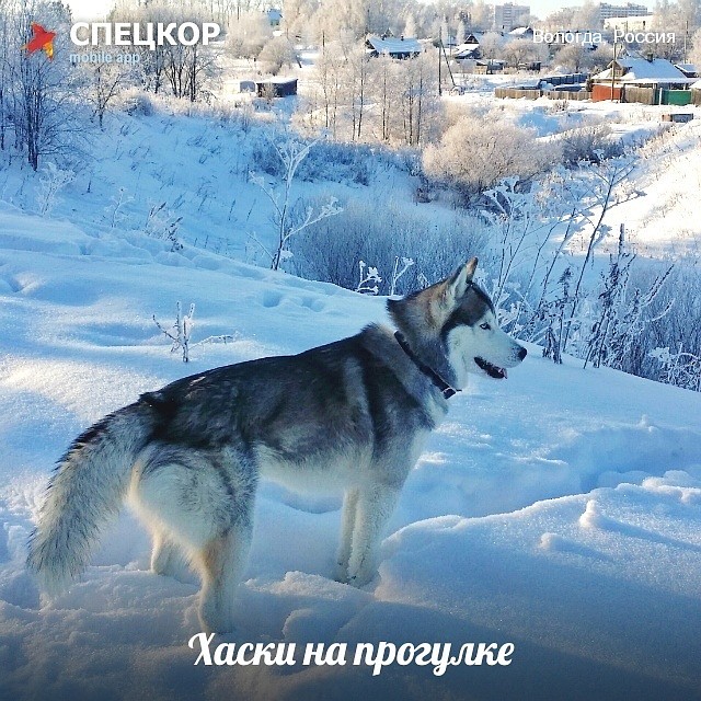 Фото: Мобильное приложение «Спецкор» от «Комсомольской правды»