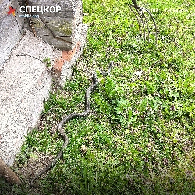 Фото: Мобильное приложение «Спецкор» от «Комсомольской правды»