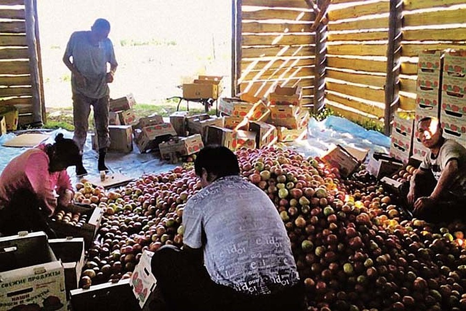 Бригада из 4 - 5 мигрантов за день обрабатывает тонны продукции. Сортируют прямо на плантациях, под нехитрым навесом. В любую погоду, по 20 часов в сутки.