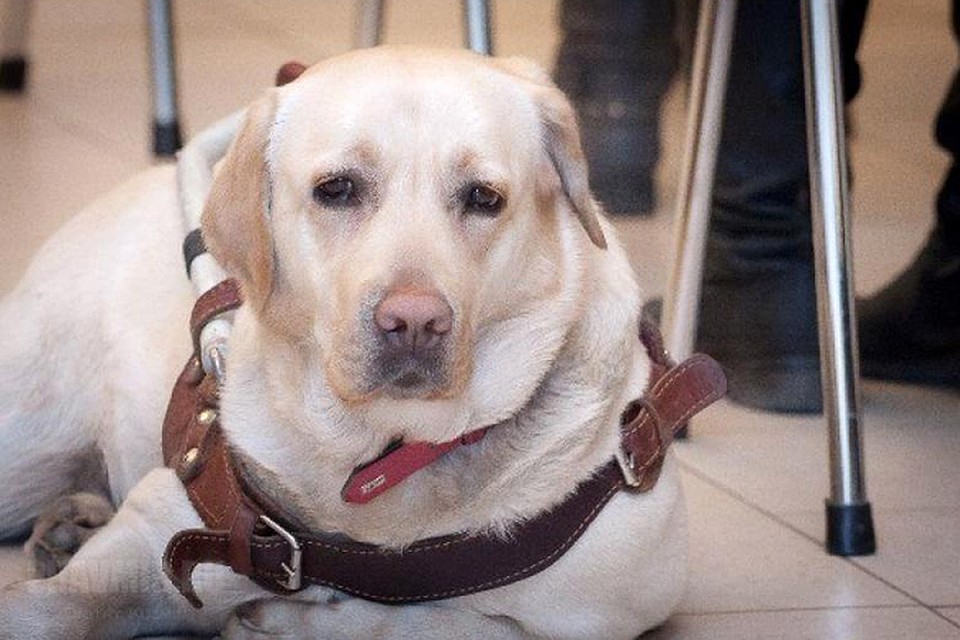 Напомним, принадлежащую слепой аспирантке МГУ лобрадоршу по кличке Диана украли 29 июля у метро «Профсоюзная»