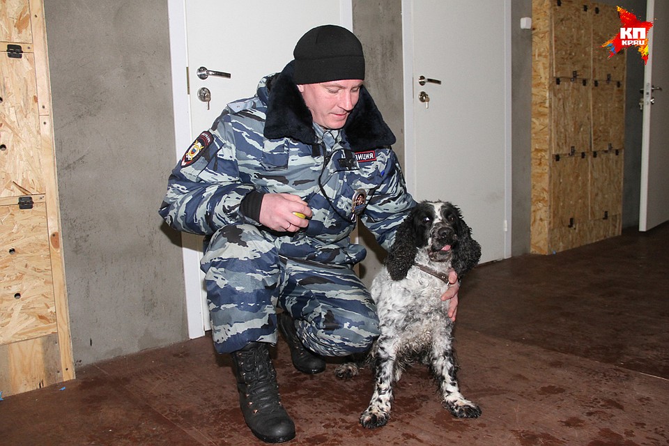 У очаровательного спаниеля - лучший нюх на наркотики в Нижегородской области!