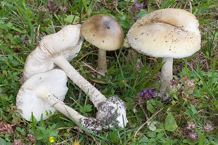 Беженка в Швеции отравилась ядовитыми белыми поганками. Фото: с сайта svampguiden.com