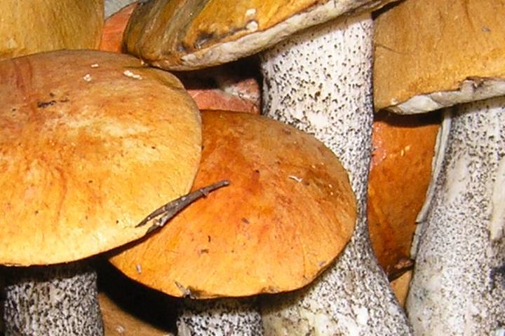 Петрозаводские ученые увезут образцы необычных грибов из заповедника "Пасвик" в свой родной город. Тщательный анализ наконец-то решит вопрос об их уникальности. Пусть такие грибы и встречались раньше по всему миру, но в Заполярье их обнаружили впервые.