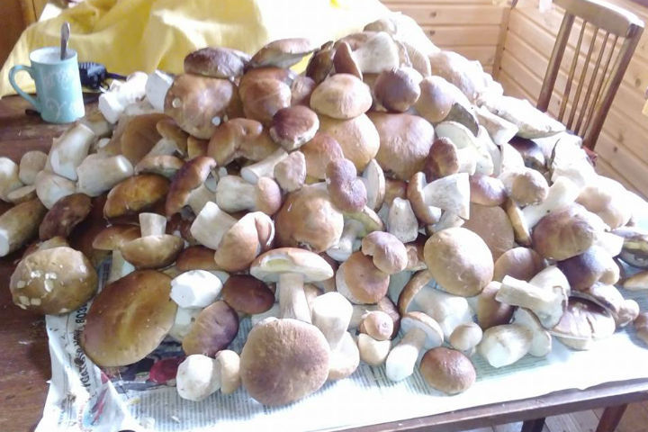 Дачного стола не хватает, чтобы разместить весь урожай.