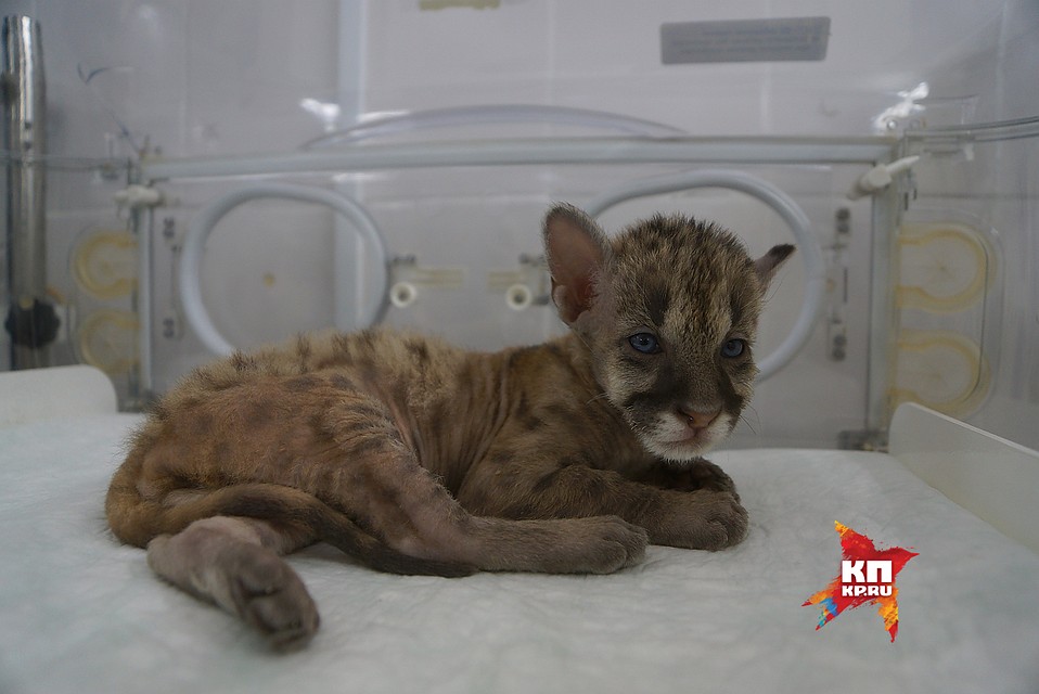 Крохе пока всего 1,5 месяца