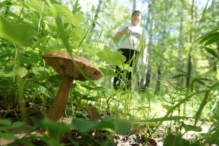 77-летний грибник прошел 100 км, чтобы выбраться из тайги в Иркутской области