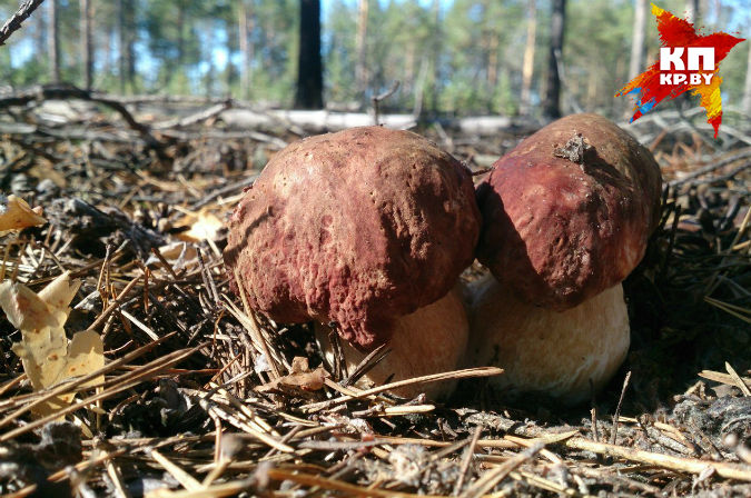 Сентябрь будет грибным и теплым. Фото: komi.kp.ru